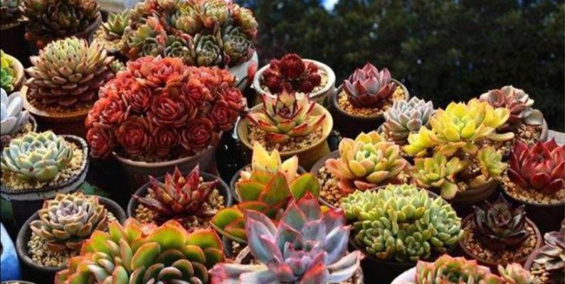 多肉植物养护全攻略（从浇水到施肥，让你成为多肉植物专家）