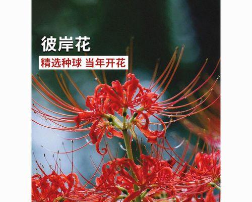 花开彼岸，美丽绽放（探究彼岸花的生长环境、开花时间和寓意）