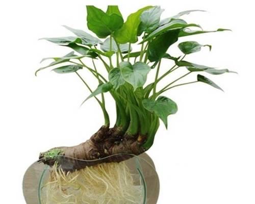 滴水观音水培全攻略（从种植到养护，让你轻松打造清新空气的家居植物）