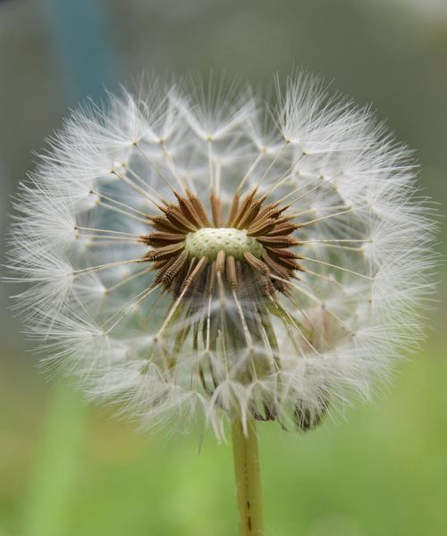 蒲公英花开的时节（探究蒲公英花开的奥秘）