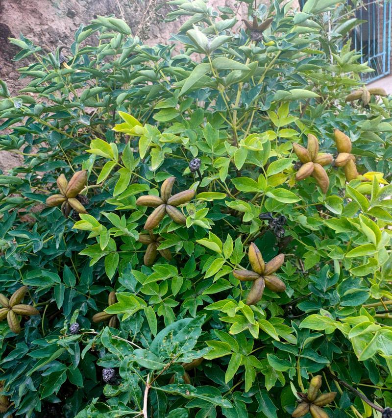 如何种植牡丹花种子？（简单易行的步骤让您在家中成功种植美丽的牡丹花）