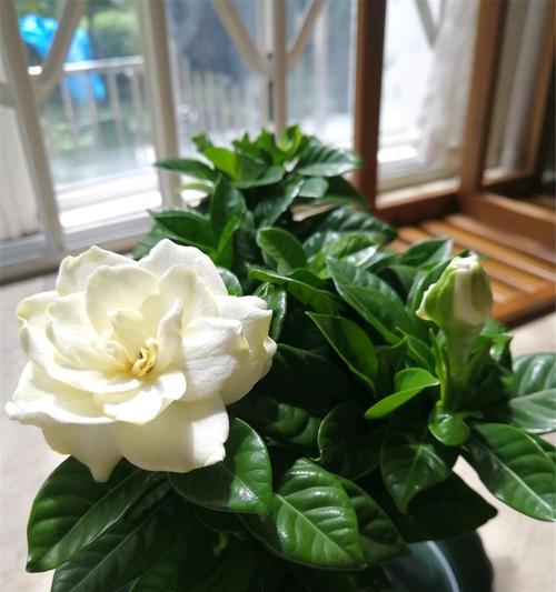栀子花秋季养护方法（打造优美的秋季栀子花园）