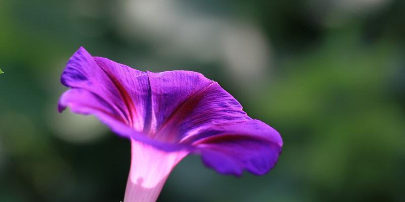 盛夏花海-夏季花卉盛开图鉴（品尝盛夏花香，赏花寻美好生活）