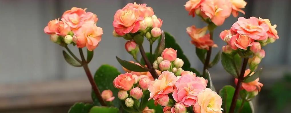 盛夏花海-夏季花卉盛开图鉴（品尝盛夏花香，赏花寻美好生活）