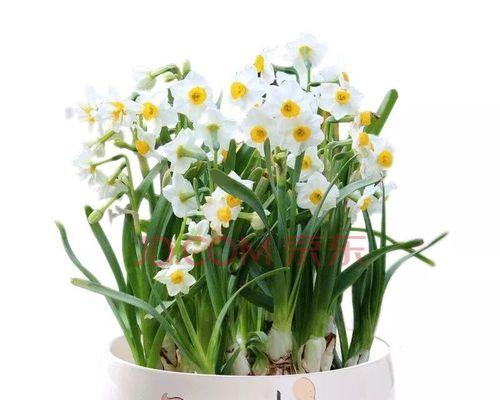 水培水仙花开花全指南（水培水仙花开花时间、方法、注意事项一网打尽）
