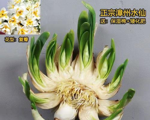 水培水仙花开花全指南（水培水仙花开花时间、方法、注意事项一网打尽）