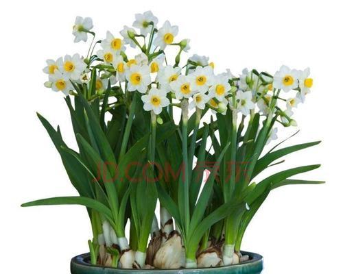 水培水仙花开花全指南（水培水仙花开花时间、方法、注意事项一网打尽）