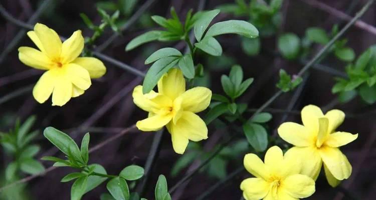 迎春花盛放的季节（迎春花开花时间及品种介绍）