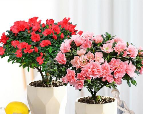 杜鹃花的养殖方法（打造美丽花园，尽享春色）