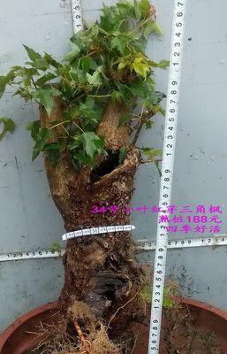 三角枫盆景的养护指南（打造美丽居室，从这里开始）