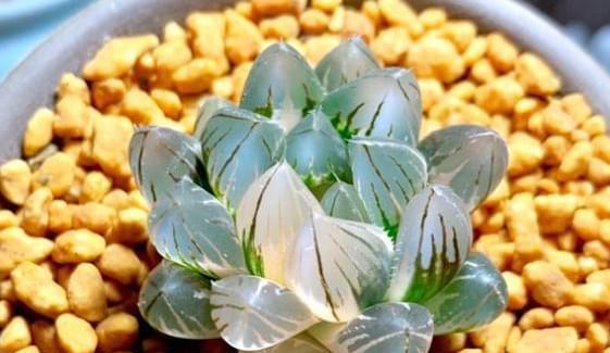 如何科学给多肉植物施肥？（注意这些细节，让你的多肉健康成长）