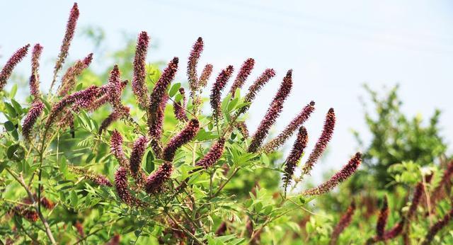 紫穗槐——一种美丽的园林树种（紫穗槐的特点、适应环境及应用价值）