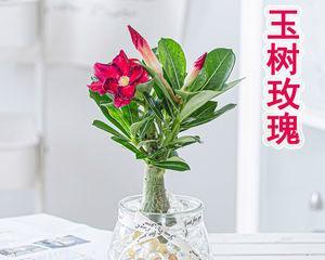 土培玫瑰花的养护全攻略（如何避免玫瑰花枯萎？土培养殖玫瑰花的关键诀窍）