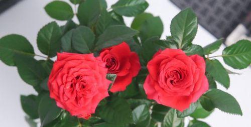 土培玫瑰花的养护全攻略（如何避免玫瑰花枯萎？土培养殖玫瑰花的关键诀窍）