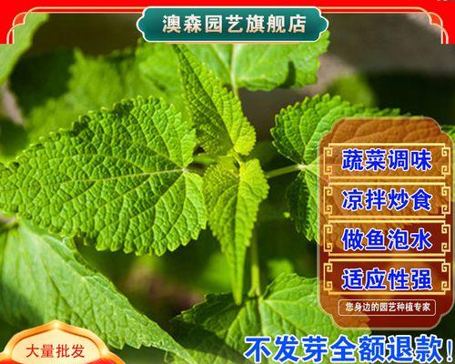 家庭种植藿香草的方法与注意事项（打造个人草药园，享受自然的香气和健康的味道）