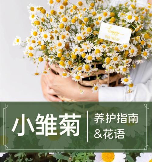 如何成功养殖小雏菊（从种植到管理，全方位指南）