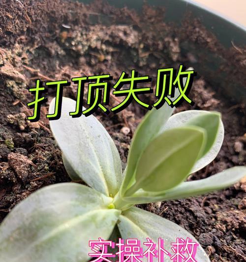 种植洋桔梗的技巧（打造美丽花园的秘诀）