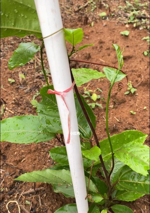 如何种植百香果种子（详细介绍百香果种子如何进行育苗和种植）