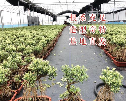 金边六月雪盆景的养殖技巧（打造最美的室内绿植）