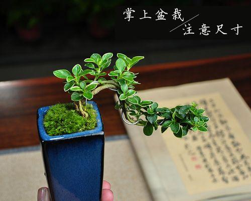金边六月雪盆景的养殖技巧（打造最美的室内绿植）