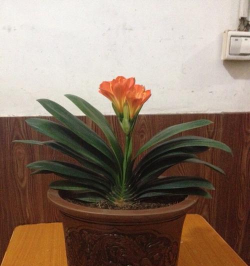 珍稀品种（探究君子兰家族中最稀有的一员——铁线君子兰，以及其前世今生）