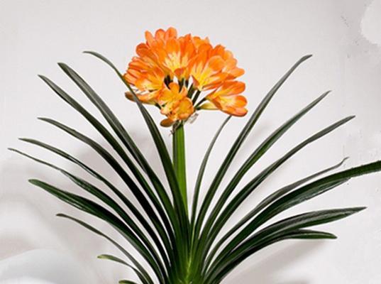 珍稀品种（探究君子兰家族中最稀有的一员——铁线君子兰，以及其前世今生）