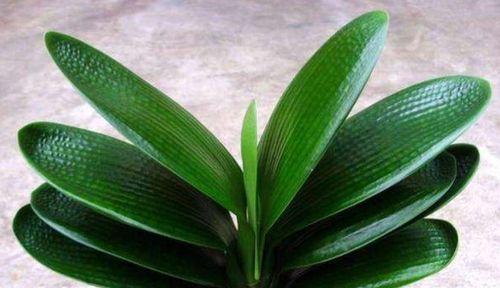 珍稀品种（探究君子兰家族中最稀有的一员——铁线君子兰，以及其前世今生）