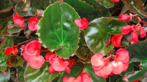 海棠花的扦插繁殖方法（从选材到养护，让你轻松种出美丽的海棠花）