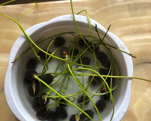 如何种植盆栽睡莲（让您的家变成水上花园，轻松享受水生植物美好）
