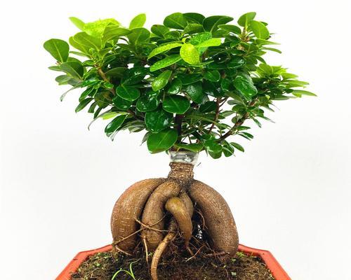 小叶榕树盆景的养护方法（从土壤到日常护理，让您轻松打造一盆美丽的小叶榕树）