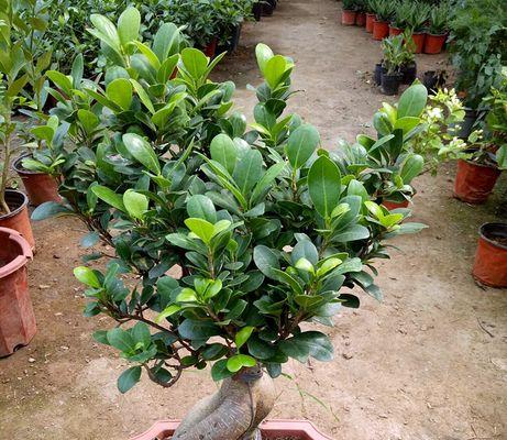 小叶榕树盆景的养护方法（从土壤到日常护理，让您轻松打造一盆美丽的小叶榕树）