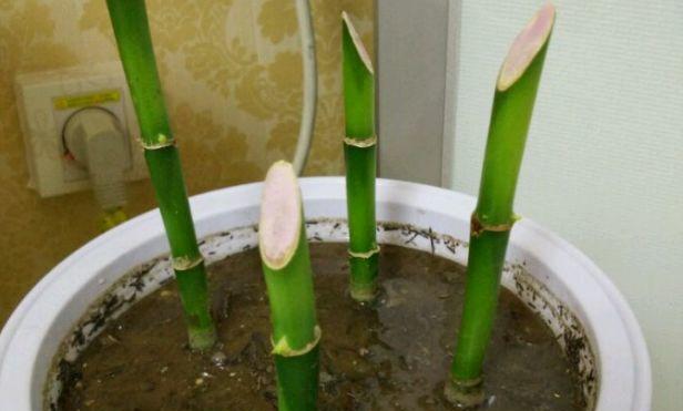 如何维护富贵竹的生长？（科学换水，让富贵竹越长越壮）