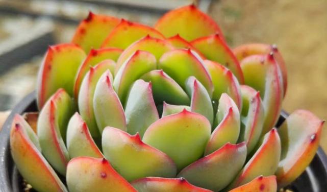 那些好听的多肉植物名字（多肉植物名字推荐，让你的盆栽更有灵气）