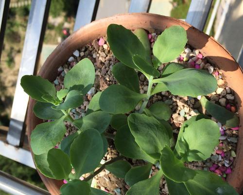 那些好听的多肉植物名字（多肉植物名字推荐，让你的盆栽更有灵气）