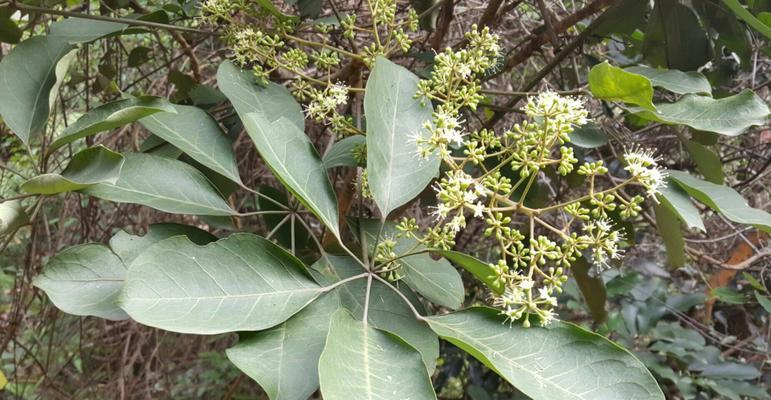 如何养护鸭掌木开花？（方法与技巧，让您轻松打造绿化环境）