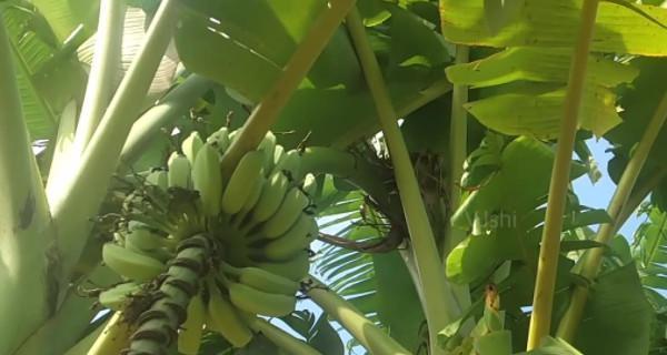如何种植与养殖芭蕉（了解芭蕉的生长环境和特点）