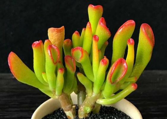 多肉世界的瑰宝——多肉植物名称大全（探索多肉植物的奥妙，发现多肉植物的魅力）