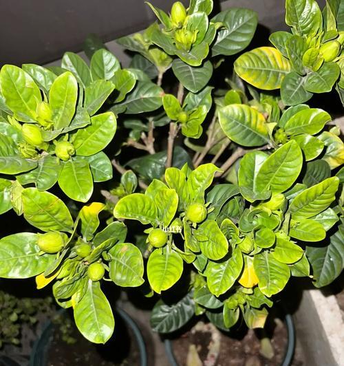 栀子花秋天黄叶正常吗？（探究栀子花秋季落叶的原因和处理方法）