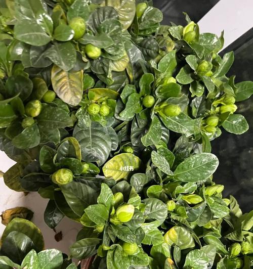 栀子花秋天黄叶正常吗？（探究栀子花秋季落叶的原因和处理方法）