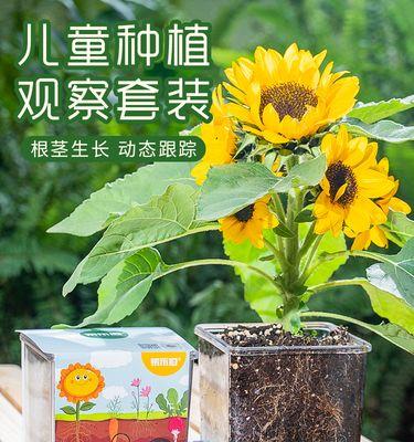 向日葵的种植全攻略（时间、方法、关键诀窍一网打尽）