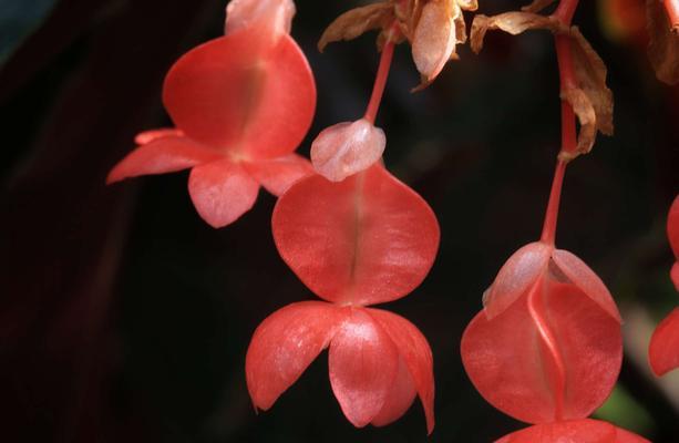 竹节秋海棠的养护与管理（培育美丽竹节秋海棠，打造花园经典景观）