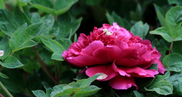 牡丹花开花时间多长？（了解牡丹花的开花过程，选对种植时间关键。）