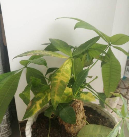 夏天发财树叶子发黄，该如何护理？（解决叶子发黄问题的秘诀）