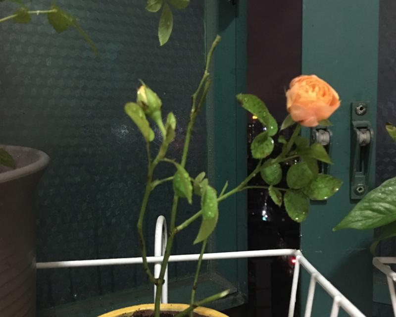 为什么浇花必须浇透?(解密浇水技巧,让您的花儿更美丽)