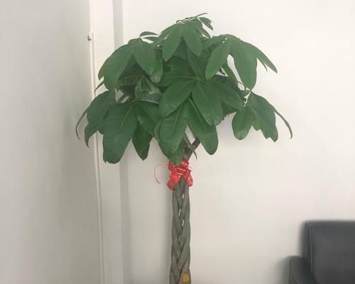 发财树树桩怎么催芽（教你简单操作，轻松让发财树重新发芽）