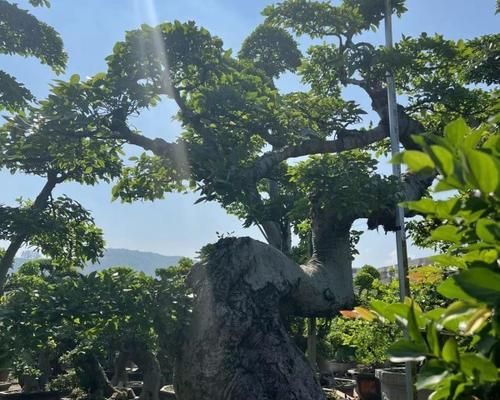 养护轻松的朴树盆景（小清新的朴树盆景让生活更美好）