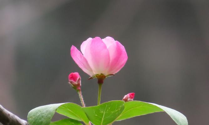 花语寓意，传递不言而喻的情感（探究几种常见花卉的含义及象征意义）