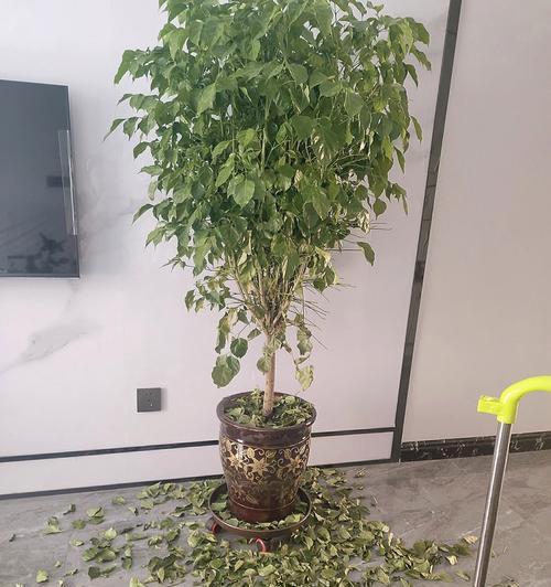 幸福树叶子全干了还能活吗？——揭开幸福树存活的秘密