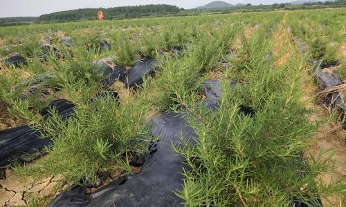 如何成功种植迷迭香（从选种到养护，一步步教你培育出健康的迷迭香）