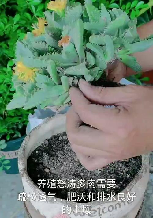 小白必读的多肉养护指南（多肉植物入门指南）